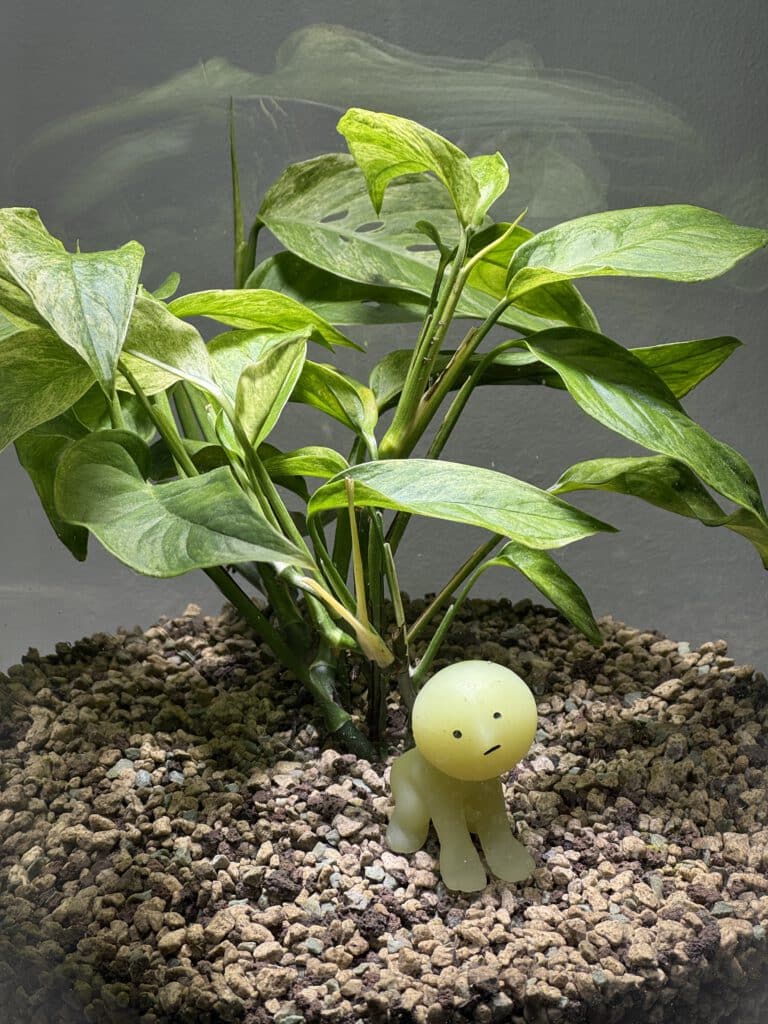 psychologische-beratung-persoenliches-wachstum Junge Monstera in mineralischem Substrat neben einer kleinen Figur, symbolisch für persönliche Entwicklung und Ressourcen in der psychologischen Beratung.